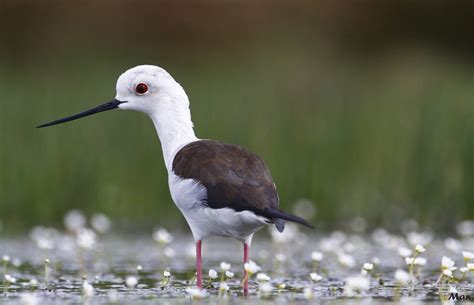 Echasse Blanche Black Winged Stilt Himantopus Himantopu Flickr