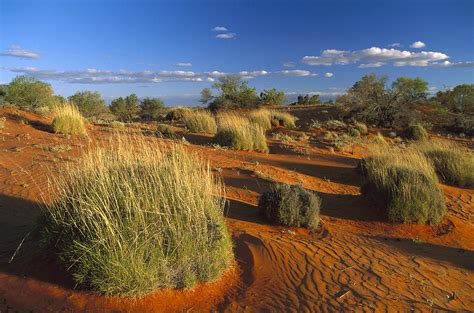 Spinifex Grass Strzelecki Desert Photograph by Konrad Wothe | Fine Art ...