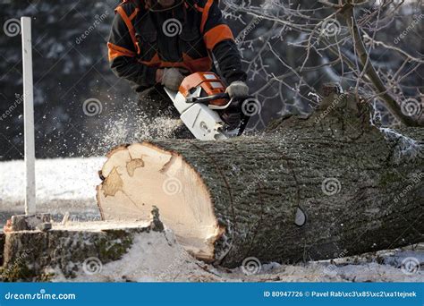 Lumberjack Cutting Pine Tree Close Up No Face Visible Logging Worker