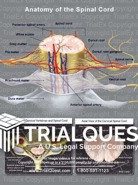 Spinal Cord Cross Section Anatomy