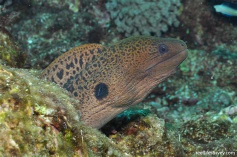 Gymnothorax Javanicus Giant Moray Reef Life Survey