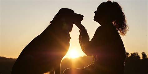 Canicule cinq conseils pour protéger ses animaux de compagnie de la