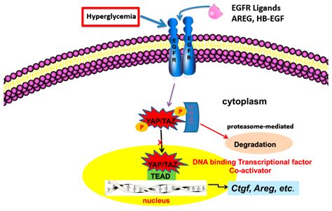 Cells Free Full Text The Role Of The Epidermal Growth Factor