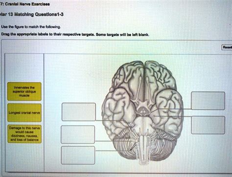 Solved Cranial Nerve Exercises Year Matching Questions Use The