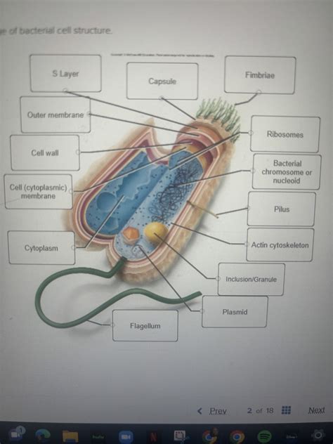 Bacterial Cell Structure Diagram Quizlet