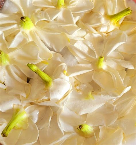 Gardenia High Quality Enfleurage Maceration Essential Oil 10ml Made of