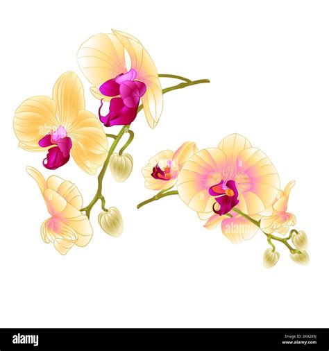 Branches Orchids Yellow Flowers Tropical Plant Phalaenopsis On A White