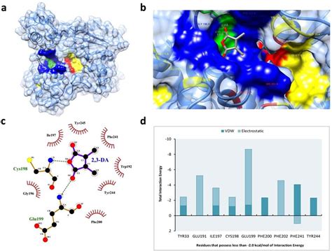 Summary Of Molecular Docking Analysis A Ache And 23 Dimethylmaleic