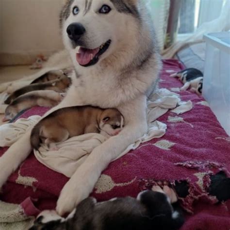 Chiots Husky De Sib Rie Lof Uncompagnon Fr