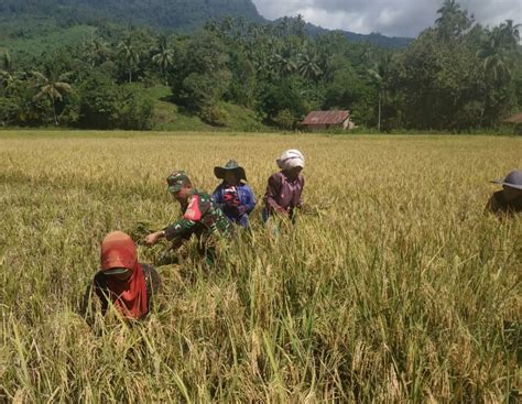 Mendukung Swasembada Pangan Babinsa Ramil Paleleh Bantu Petani