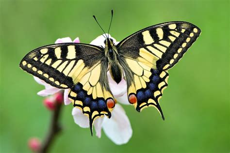 Tecnicas Sobre Miniaturas Y Modelismo Cofrade Mariposas M Gicas