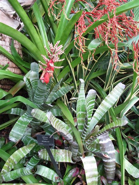 Growing Bromeliads For Lifelong Enjoyment What Grows There Hugh