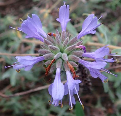 Sage, Cleveland (Salvia clevelandii) packet of 30 seeds, organic ...