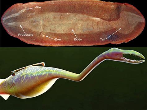 The Mysterious Tully Monster Just Got More Mysterious Geology In