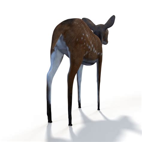 Bush Buck 3d Model 1147779 Turbosquid