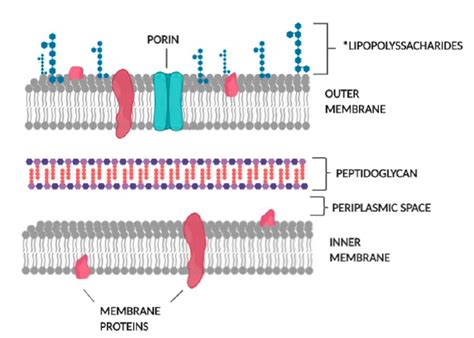 SciELO Brasil Antibacterial Activity Of Plant Lectins A Review