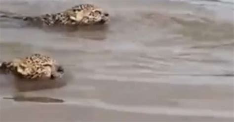 Pescadores Flagram On A Pintada E Filhotes Atravessando Rio Em Goi S