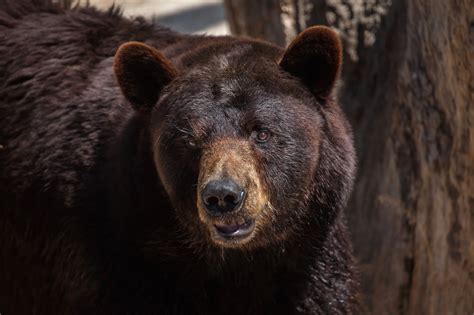 All About Oswald’s Bear Ranch in Newberry, Michigan | Drive The Nation