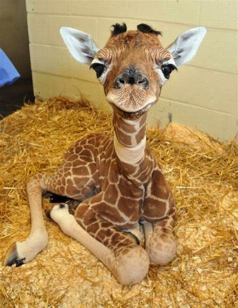 Baby giraffe : r/giraffes