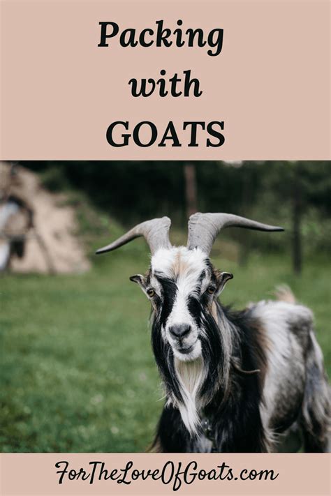 Packing With Goats