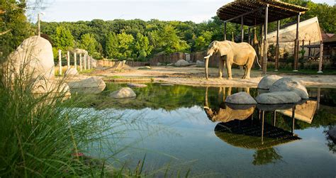 Celebrating African Elephant Crossing Cleveland Zoological Society