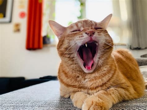 Premium Photo Close Up Of Cat Yawning