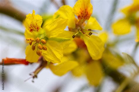 Yellow Flowers Of A Jerusalem Thorn Tree Or Palo Verde Parkinsonia