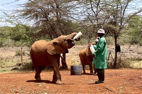 What To Expect When Visiting Sheldrick Elephant Orphanage