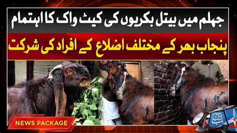 World Biggest Beetal Bakra Mela Latest Updates Abbtakk News YouTube