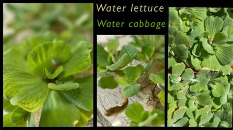 How To Grow Care Water Lettuce Water Cabbage Pistia Water Rose