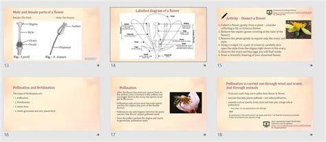 Ns Gr 7 Interactive Powerpoint Diversity Of Plants And Sexual