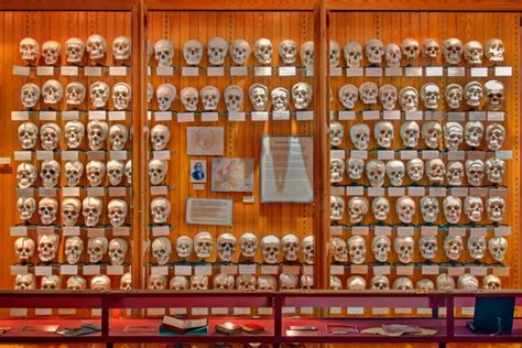 Christmas Gift Ideas: Human Skulls From the Mutter Museum | TIME.com