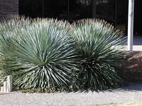 Dasylirion Wheeleri Grey Desert Spoon Sotol Mountain States