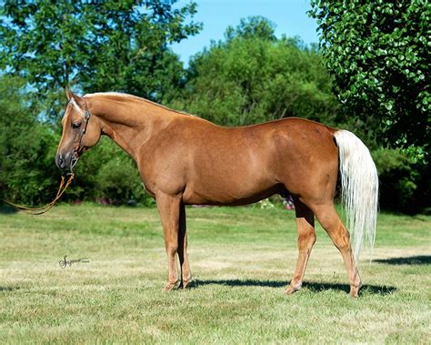 Cotedor AKB Classicala Farm Michigan Purebred Arabian Breeding