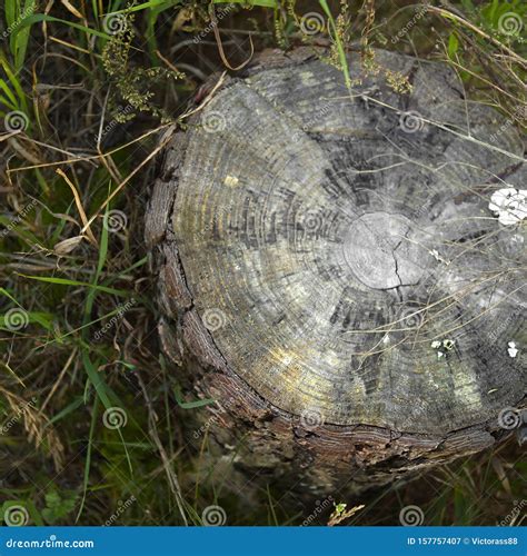 Tree Trunk with Visible Rings Stock Image - Image of wood, forest: 157757407