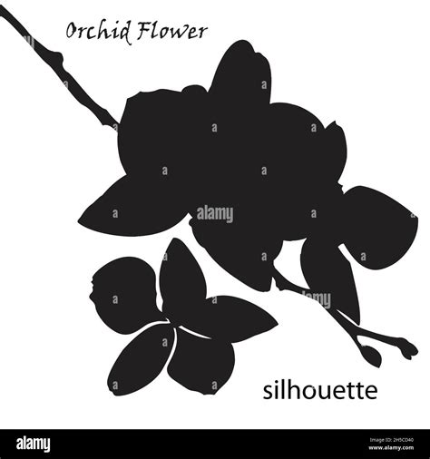 Silhouette Orchid Flower Isolated On White Background Stock Vector