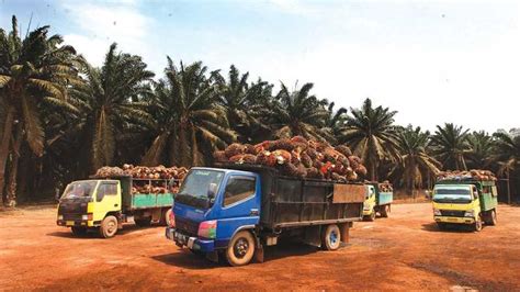 Meluruskan Kaitan Deforestasi Dan Kelapa Sawit Astra Agro Lestari