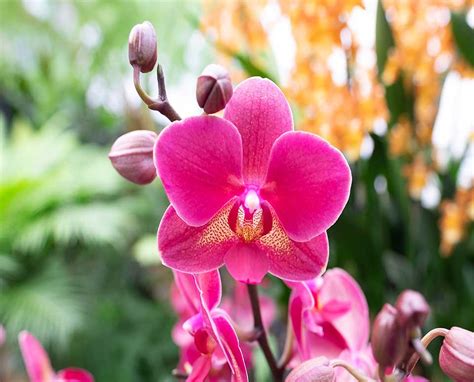 Pink Orchid Flower Wallpaper