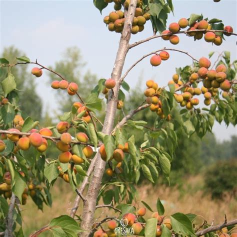 Prunus Mandshurica 5 Pcs Fresh Seeds Manchurian Apricot Etsy Uk