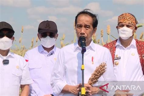 Presiden Ingin Perluas Tanam Sorgum Di Ntt Antara News Kupang Nusa