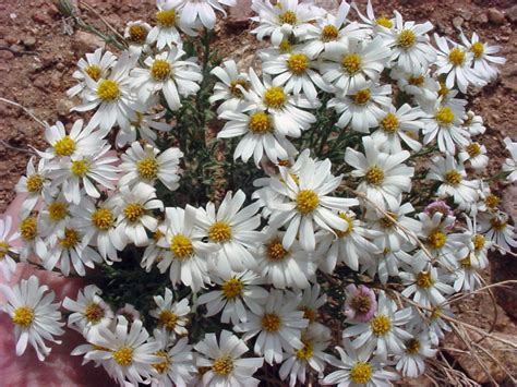 Vascular Plants Of The Gila Wilderness Chaetopappa Ericoides