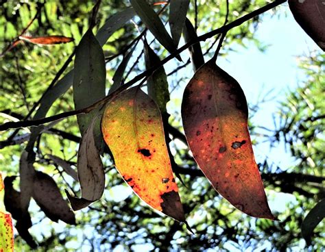 Ode to the gum leaf.