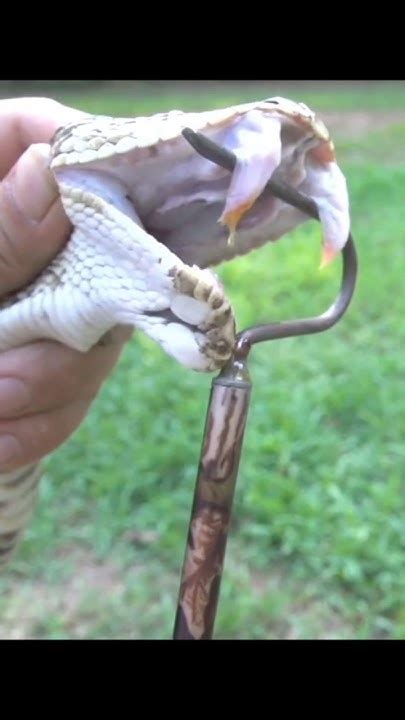 Identifying Venomous Vs Non Venomous Snakes Snake Handling Safety