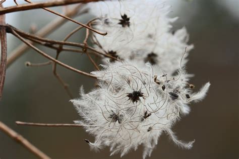 Banco De Imagens Natureza Floresta Ramo Flor Inverno Plantar