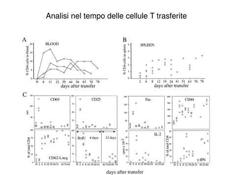 Ppt Cellule T Naive E Cellule T Della Memoria Sopravvivenza Negli