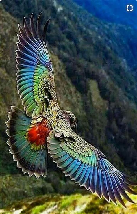 Kea Parrot Found Only In The South Island Of New Zealand And The Only