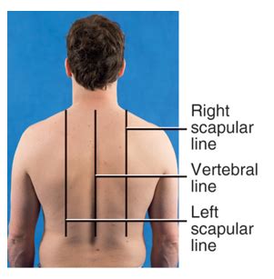 NURS 222 Fundamentals Quiz 3 Pt 1 Lung Assessment Blood Pressure By