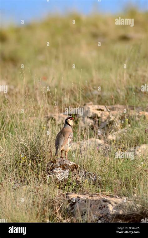 Nature and Partridge. Common bird: Chukar Partridge. Alectoris chukar ...