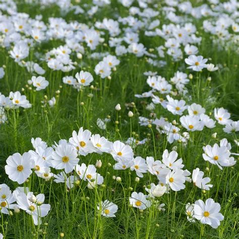 Beautiful white cosmos flower — Stock Photo © nirutdps #38940407