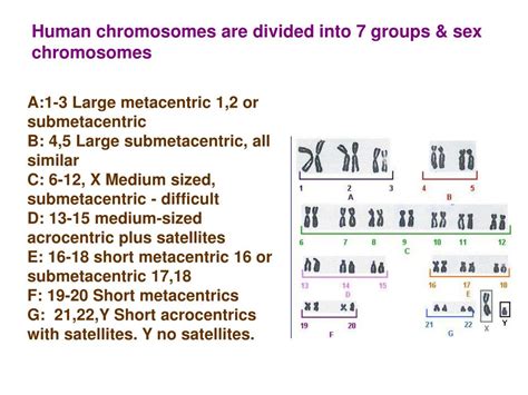 Ppt Karyotype Powerpoint Presentation Free Download Id 772353